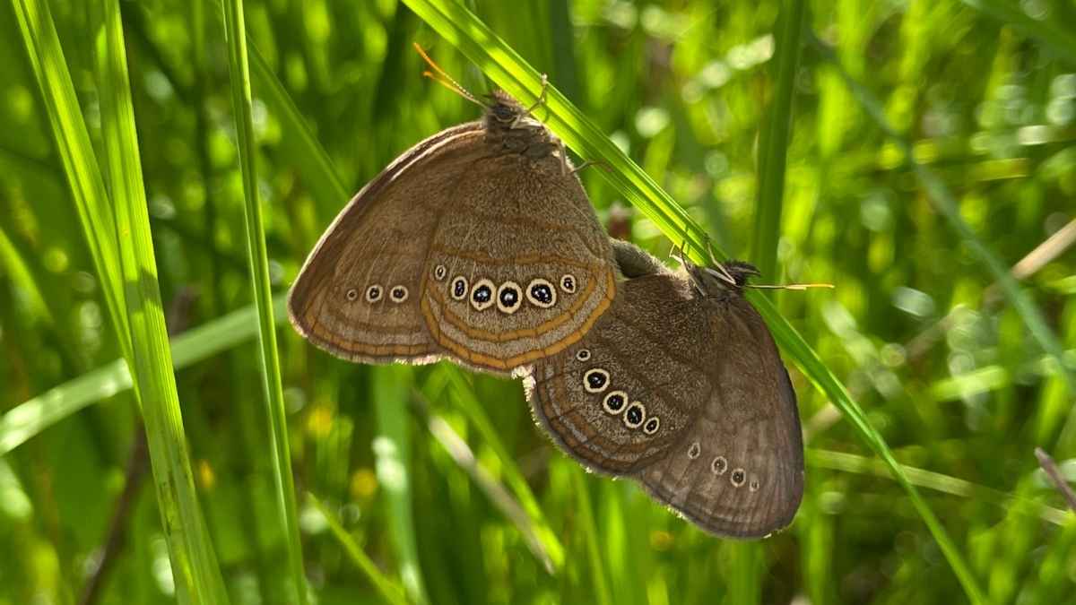 Mitchell's satyr butterflies on leaves