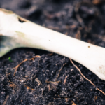 bone cleaning and jewelry workshop kalamazoo nature center