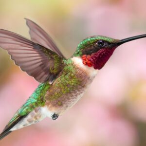 ruby throated hummingbird flying