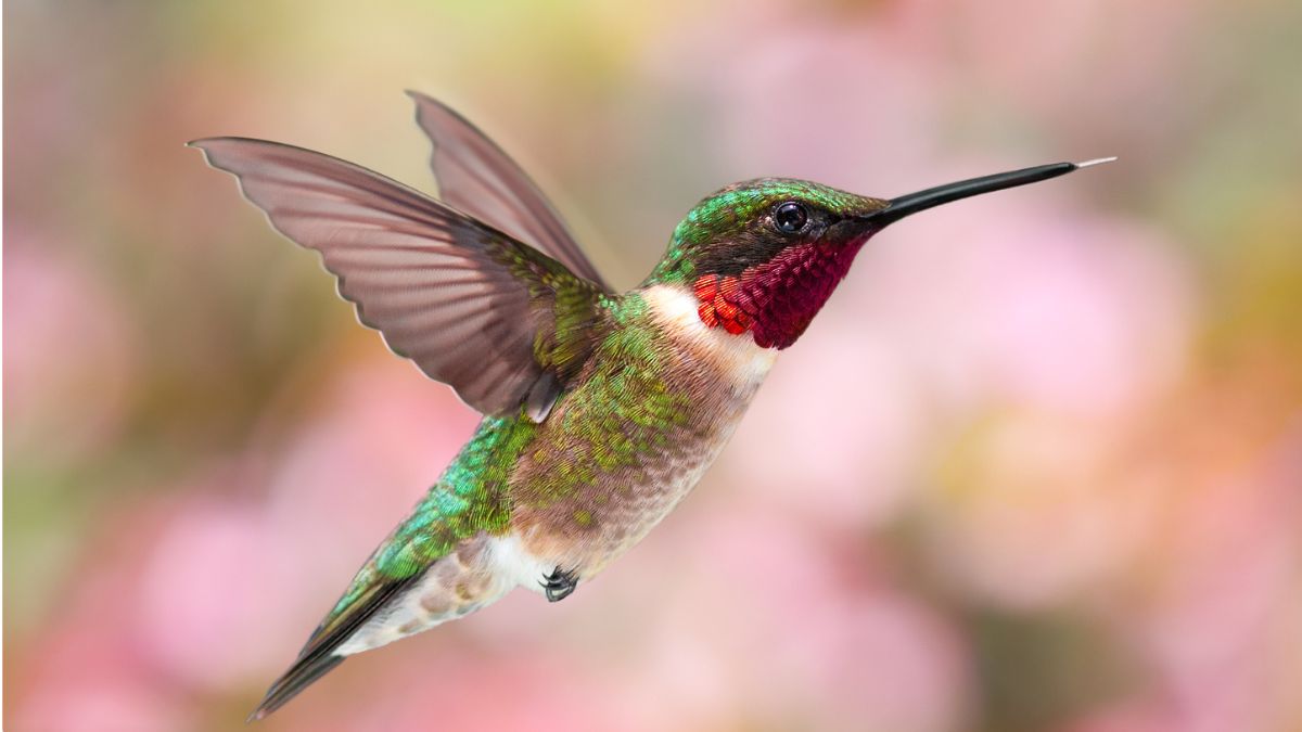ruby throated hummingbird flying