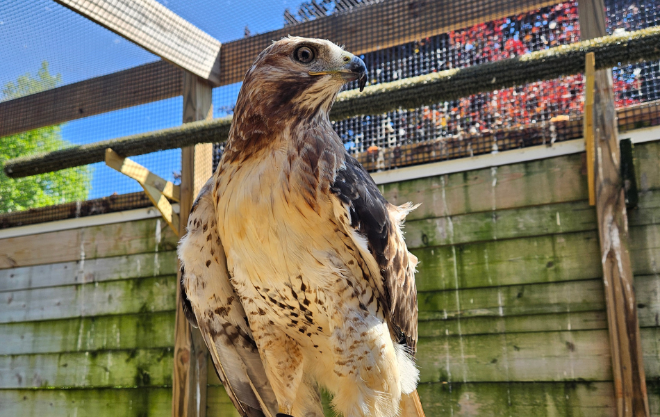 Sky - Red-tailed Hawk
