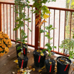 Native Tree Sale Kalamazoo Nature Center