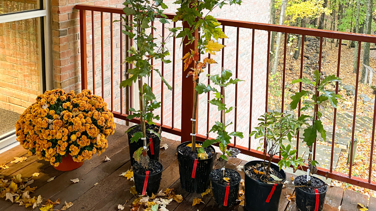 Native Tree Sale Kalamazoo Nature Center