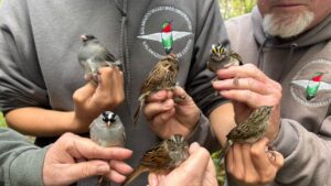 Birds being banded by research staff