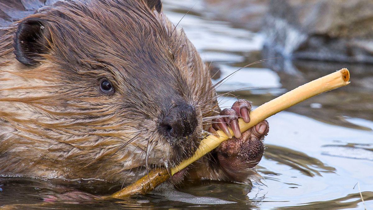 beaver chewing on stick in the water