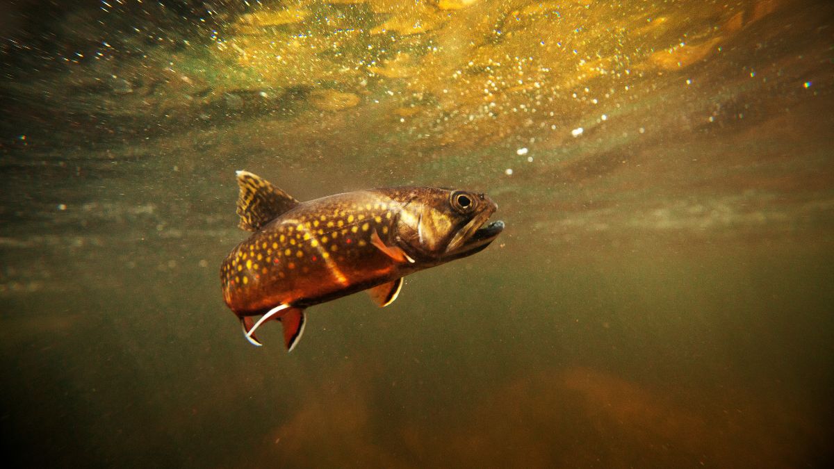 brook trout under water swimming