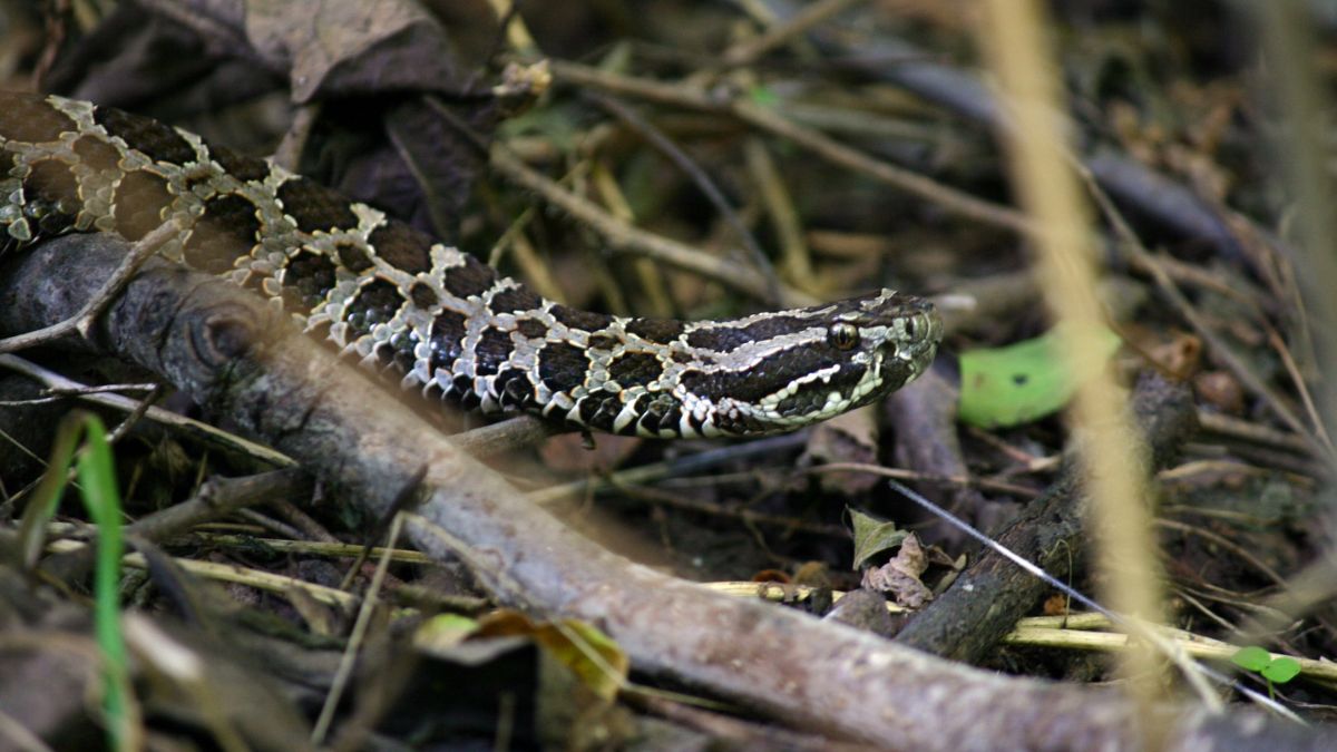 Eastern massasauga rattlesnake in wooded area