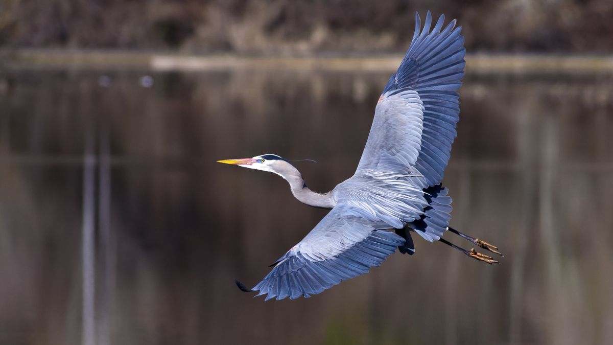 Great Blue Heron flying over water