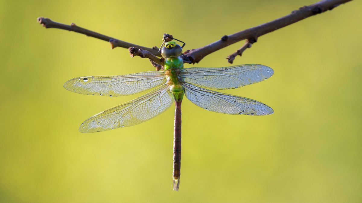 Green Darner Dragonfly on branch