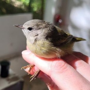 Orange-crowned warbler