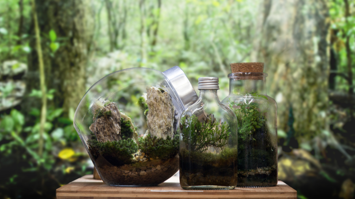 Moss Terrarium Workshop kalamazoo nature center